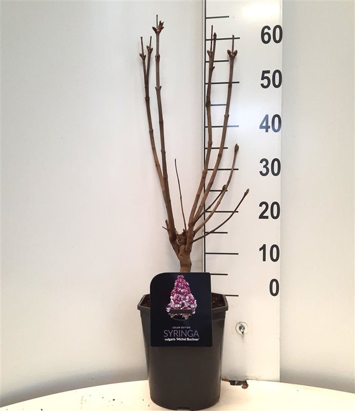 Syringa v. 'Michel Buchner' - C5 50-60 CM